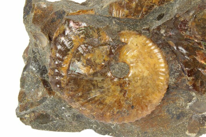 Cretaceous Fossil Ammonite (Jeletzkytes) - South Dakota #189327